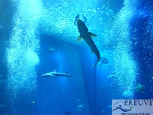 大洗水族館のサメ